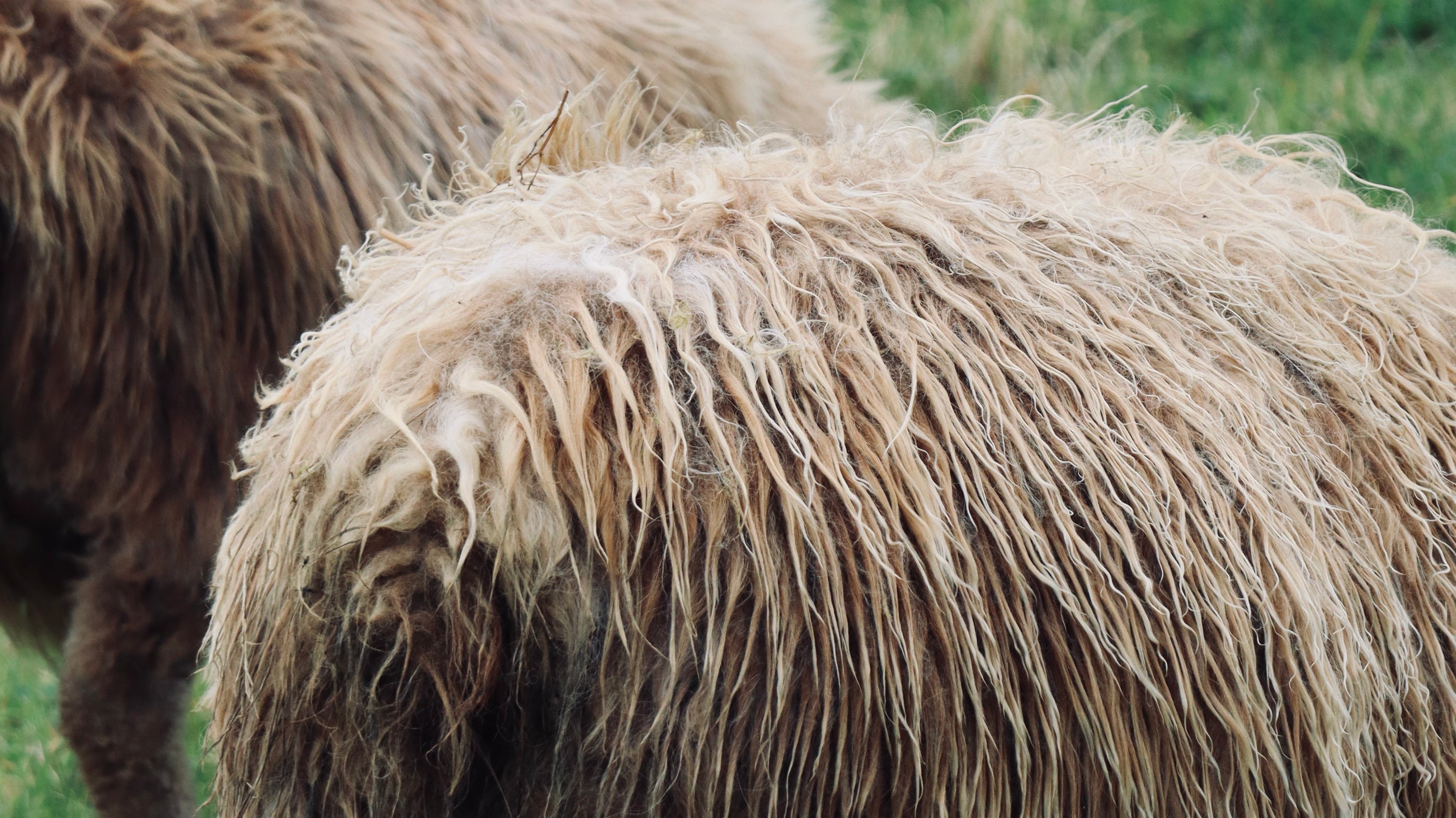 Les îles Féroé 🇫🇴
