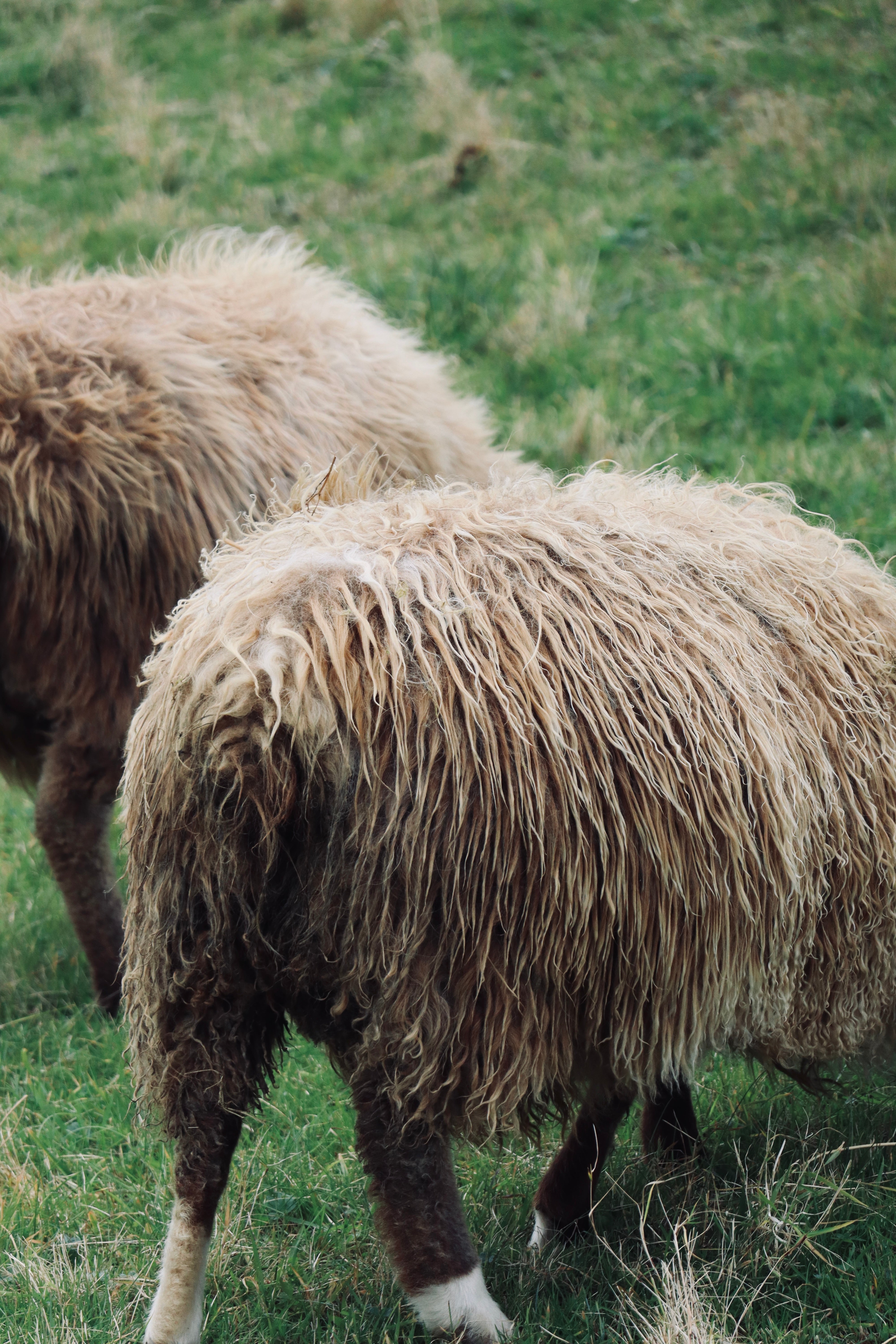 Les îles Féroé 🇫🇴